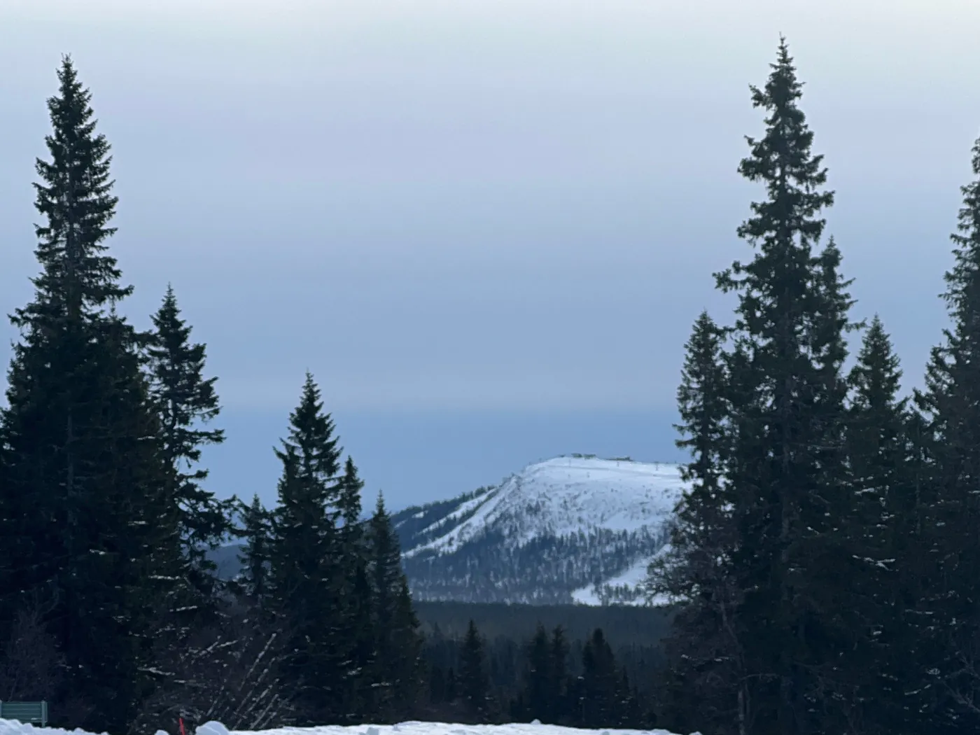 Soft blue twilight over a snow-covered forest landscape